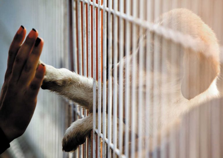 Aumentan los abandonos de mascotas