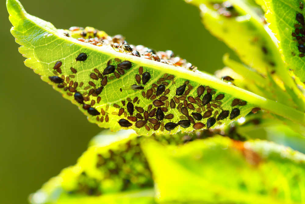 Las plagas de insectos no solo afectan a los cultivos, también hacen sufrir a los animales